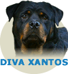 Diva Xantos WC von Rottssel